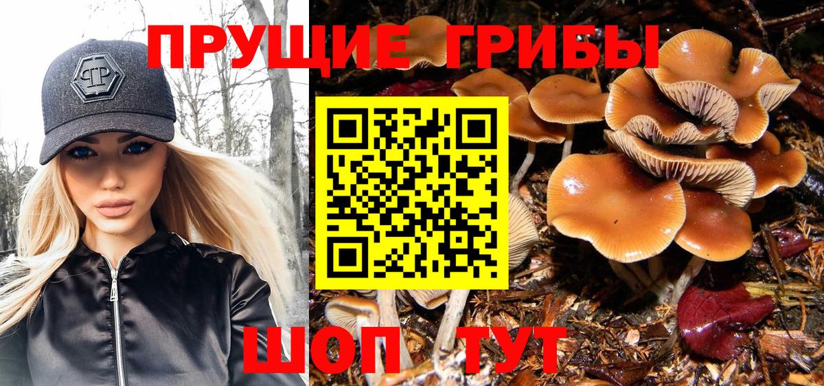 Югорск  Псилоцибиновые грибы прущие грибы  Псилоцибиновые грибы Psilocybe  Вход с VPN 